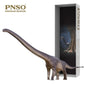 Dinosaur Museums Series New ER-MA the Mamenchisaurus 1:45 Scientific Art Models